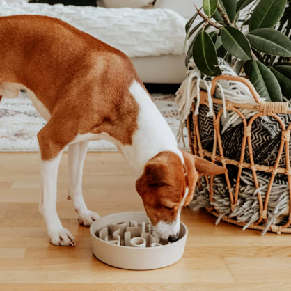 Dropship Elevated Dog Bowls For Medium Large Sized Dogs